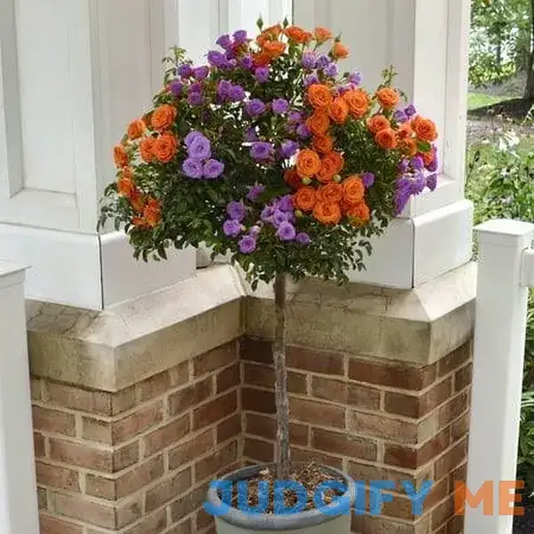 24 in. Bare Root 2-n-1 Vibrant Color Duo Rose Tree 24 in. Bare Root 2-n-1 Vibrant Color Duo Rose Tree