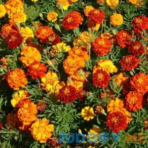 Outsidepride Marigold Flower Seed Mix