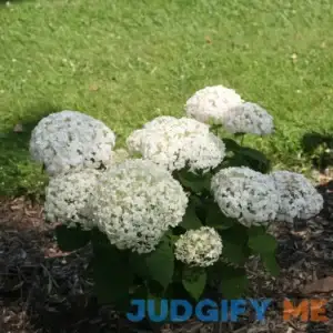 Proven Winners Direct Invincibelle Wee White Smooth Hydrangea HYDPRC