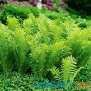 Van Zyverden Fern Tennessee Ostrich Dormant Plant Root Full Shade