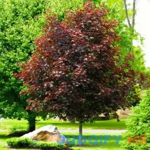 BrighterBlooms.com Crimson King Maple Tree