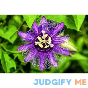 Passion Flower Seeds for Planting 50+ Seeds Grow Exotic Passion Flower Vines. Great for Bonsai
