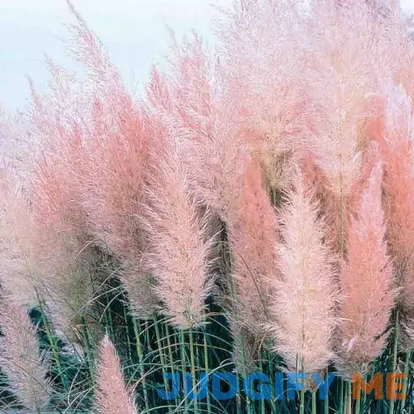 Pink Pampas Grass Pink Pampas Grass