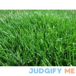 Emerald Zoysia (Zoysia Emerald) grass seeds-1/8 lb