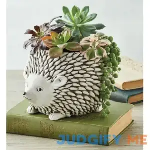 Succulents In Hedgehog Planter