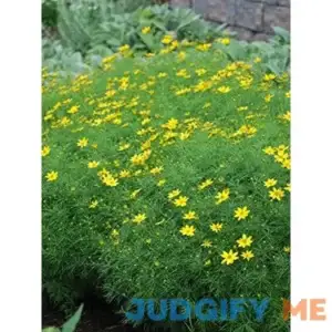 Perennial Farm Marketplace Coreopsis verticillata Zagreb Perennial