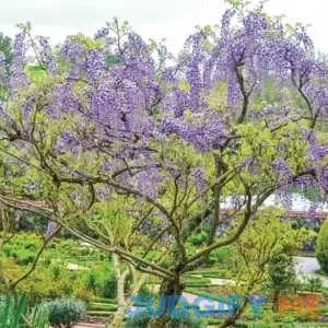 Wisteria Dormant Bare Root Deciduous Flowering Vine