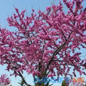 Eastern Redbud Tree - 4-5ft tall