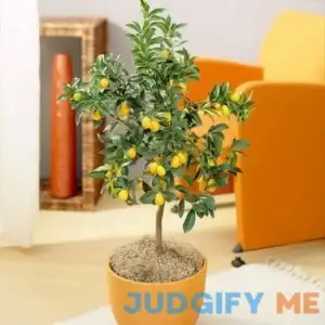 Brighter Blooms Nagami Kumquat Tree No Shipping To AL