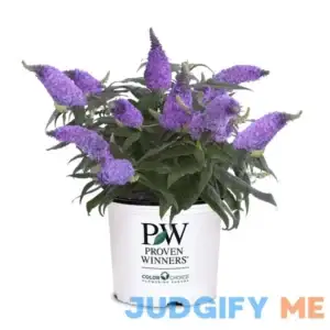 Proven Winner Pugster Amethyst 2 Gal. Buddleia