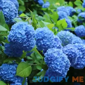 National Plant Network 3pc Hydrangea Nikko Blue