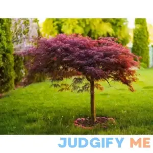 3 Gal. Red Dragon Japanese Maple Tree with Intricate Lacy Purple Leaves