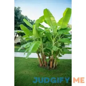 Darjeeling Banana Tree Seeds for Planting (5 Seeds) - Musa sikkimensis - Excellent Indoor Banana Plant