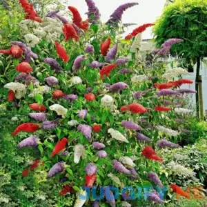QAUZUY GARDEN Butterfly Bush Seeds Davidii Summer Lilac Orange Eye Shrub Bush Seeds