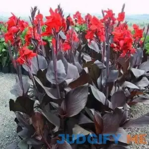 Eden Brothers Canna Lily Bulbs Australia