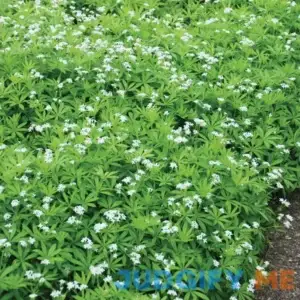 Sweet Woodruff | 32 Landscape Plugs