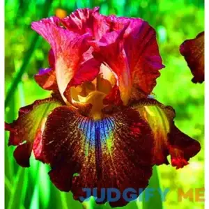 Paprika Foko's Bearded Iris