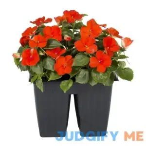 Expert Gardener 4 Pack Impatiens Multicolor Live Plants Sun