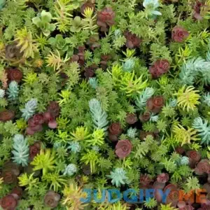 SedumSod | 10 x 20in Tray