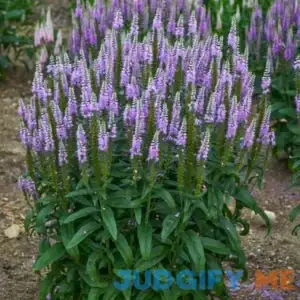 Spring Hill Nurseries Lavender Lightsaber Speedwell Dormant Bare Root Perennial Plant 83724