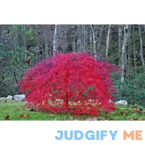 Red Laceleaf Weeping Japanese Maple Tamukeyama Tolerates Sun - Live Plant
