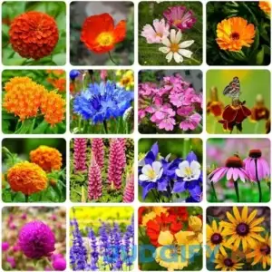 10000+ Perennial Mix Wildflower Seeds 16 Assorted Varieties of Heirloom Flower -1oz Zinnia Poppy Crimson Clover Milkweed Lupine Marigold Mexican Hat