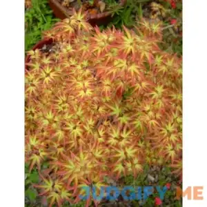 Tatoo Dwarf Japanese Maple 1 - Year Live Plant