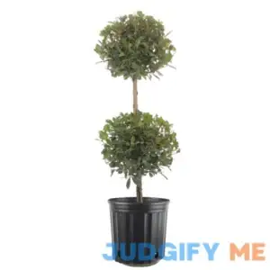 Costa Farms Eugenia Topiary House Plant in 10-in Pot L-2BE-G-POT-01-LW