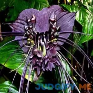 1 Black Bat Flower Tacca Chantrieri Plants Live Starter Plant