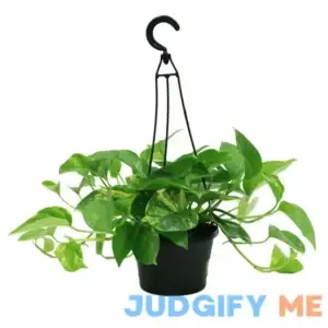 Plants with Benefits Live Green Pothos Plant in Grower Pot