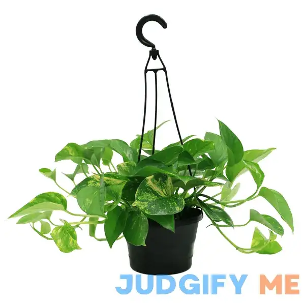 Plants with Benefits Live Green Pothos Plant in Grower Pot Plants with Benefits Live Green Pothos Plant in Grower Pot