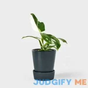 "Hilton Carter for Target Live 5"" White Wizard Philodendron Houseplant