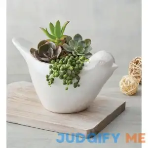 Succulents In Dove Planter