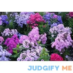 Mixed Color Phlox Seeds for Planting Creeping Ground Cover