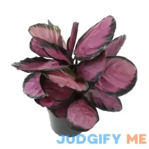 6" Purple Calathea Plant Live Prayer Plant Pet Friendly Plants Live Prayer Plants Live House Plants Indoors Live Plants Indoor Plants Live