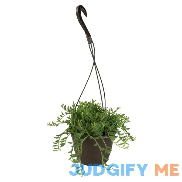 6 inch Value Succulent Hanging Basket 6 inch Value Succulent Hanging Basket