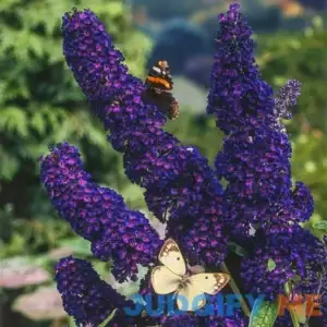 Black Knight Butterfly Bush Zone 5-9 Purple