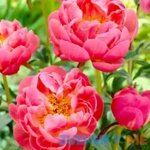 Coral Charm Peony