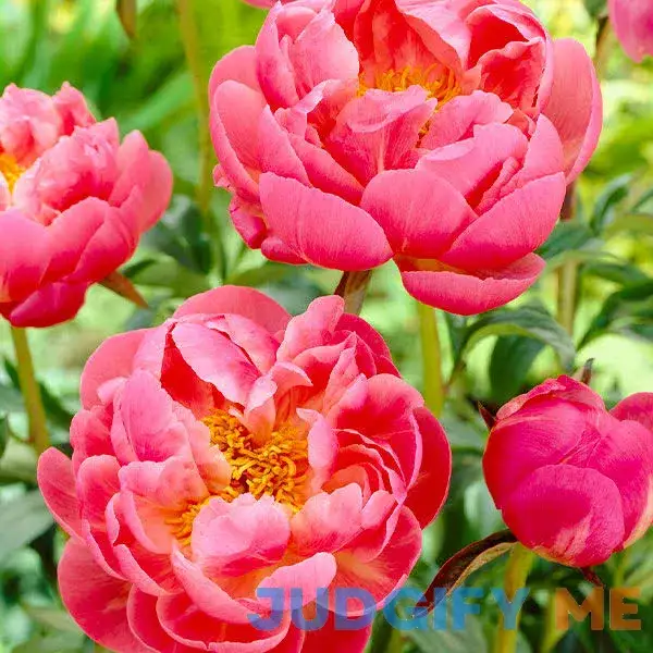 Coral Charm Peony Coral Charm Peony