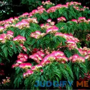 25 Mimosa Tree Seeds Albizia Julibrissin Tree Persian