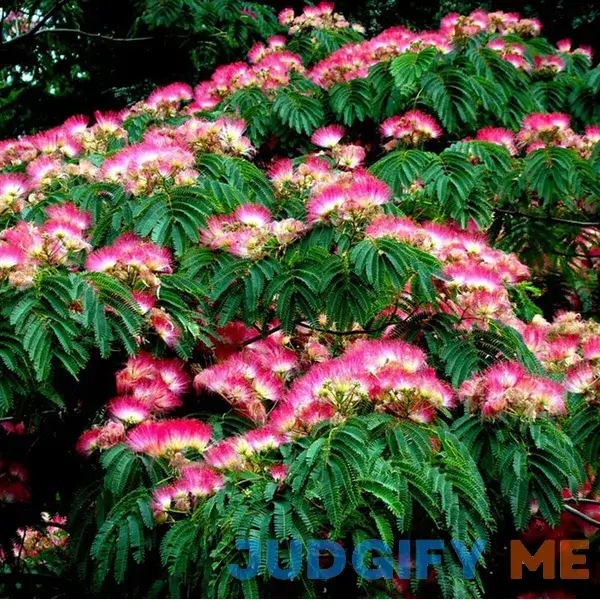 25 Mimosa Tree Seeds Albizia Julibrissin Tree Persian 25 Mimosa Tree Seeds Albizia Julibrissin Tree Persian