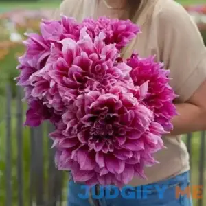 Eden Brothers Dahlia Bulbs Emory Paul