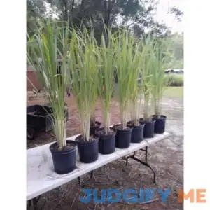 8 Lemongrass Pot not Included 4" Inch Plant Pot not Included (LEGENDARY-YES)