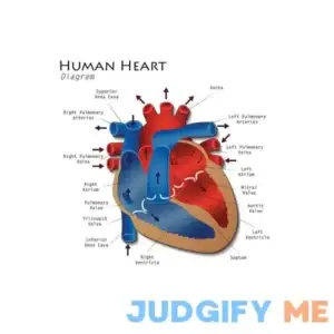 Laminated Human Heart Diagram Anatomy Diagram Educational Chart Poster Dry Erase Sign