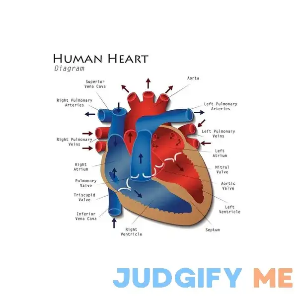 Laminated Human Heart Diagram Anatomy Diagram Educational Chart Poster Dry Erase Sign Laminated Human Heart Diagram Anatomy Diagram Educational Chart Poster Dry Erase Sign