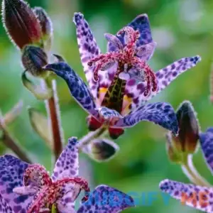 VZ_WM Tricyrtis Wonder Bare Plant Root Full Shade