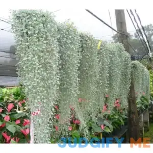 Silver Falls Dichondra Seeds for Planting Stunning Weeping Plant