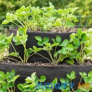 bath Grow Tub Tiered Strawberry Planter