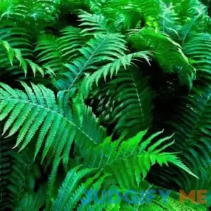 Shade Fern Package 10 Plants