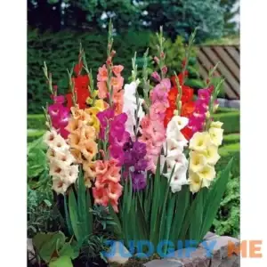 Gladiolus Bulb Pastel Mixed